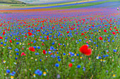 Blooming in Piano Grande of Castelluccio di Norcia, Monti SIbillini NP, Umbria, Italy