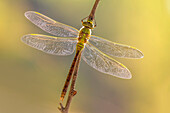 Anax imperator female