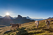 Haflinger horses grazing on the green plain of Mondeval. In the background the Becco di MezzodÃ¬, behind Sorapiss left and right of the pyramid of Antelao. Europe, Italy, Veneto, Belluno, Dolomites