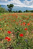 A field with poppies near Corfino