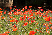 Poppie fields near Raiano