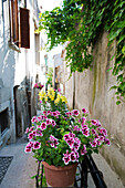 Locals decorate the norrow laneways of Partola with flowers