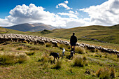 Schaftrieb in den Bergen der Hawkdun Range, Otago, Südinsel, Neuseeland