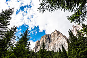Die von Bäumen eingerahmte Bergkulisse am Sellajoch, Canazei, Dolomiten, Südtirol, Alto Adige , Italien