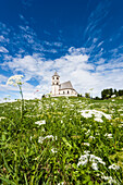 An Alp meadow with yarrow in front of the Saint Wolfgang church, Radein, South Tirol, Alto Adige, Italy