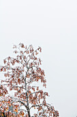 Ein Eschen Baum nach dem ersten Schnee  mit Nebel als Hintergrund, Radein, Südtirol, Alto Adige, Italien