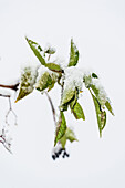 Leaves of the elder bush after the first snow, Radein, South Tirol, Alto Adige, Italy
