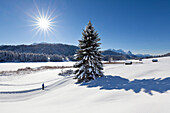 Cross-country skiing at Geroldsee, view to Zugspitz range with Alpspitze, Zugspitze and Waxenstein, Bavaria, Germany