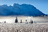 View over the reed at Barmsee to Karwendel range, Bavaria, Germany