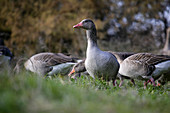 Greylag goose Anser anser in Daimiel National Park, Ciudad Real, Castilla la Mancha, Spain