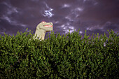 Mr. Rex, a Tyrannosaurus Rex sculpture that is part of the Cabazon Dinosaurs roadside attraction, is seen behind hedges at night. Originally created by artist Claude K. Bell to lure customers to his restaurant, the site was later turned into a creationist