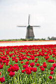 Red tulip fields frame the windmill in spring, Berkmeer, Koggenland, North Holland, Netherlands, Europe