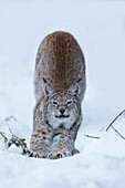 Northern lynx (Lynx lynx lynx), captive, Highland Wildlife Park, Kingussie, Scotland, United Kingdom, Europe