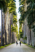 Botanical Gardens, Rio de Janeiro, Brazil