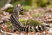 Common Genet (Genetta genetta). France