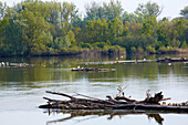 Donauaue am Altdonauarm in Jarovecké rameno bei Bratislava , Donau (km1856 - 60) , Slowakei , Europa