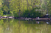 Angler at the riverside at Jarovecké rameno near Bratislava (Pressburg) , Danube (km1856 - 60) , Slovakia , Europe