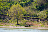 Near Gomotartsi , Donkey-drawn vehicle at the river bank of the Danube , Bulgaria , Europe