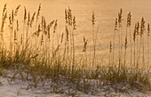 Sunset reflections on the Gulf of Mexico with designs made by beach grass, Orange Beach, Alabam.