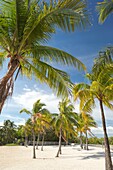 Palm Trees Far Beach John Pennekamp Coral Reef State Park Key Largo Florida Usa.