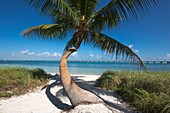 Palm Tree Calusa Beach Bahia Honda State Park Bahia Honda Key Florida Usa.