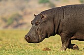 Hippopotamus (Hippopotamus amphibius) - Bull at the bank of the Chobe River. Photographed from a boat. Chobe National Park, Botswana.