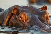 Hippopotamus (Hippopotamus amphibius) - Close-up. In the the Chobe River. Photographed from a boat. Chobe National Park, Botswana.