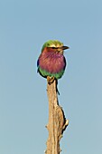 Lilac-breasted Roller (Coracias caudata) - Okavango Delta, Moremi Game Reserve, Botswana.