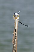 Great Blue Heron Ardea herodias portrait Gulf Coast Florida USA.
