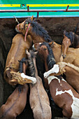 Chile, Chiloe Island, Chiloe Island ferry, horses.