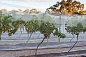 Australia, Victoria, VIC, Yarra Valley, vineyard vines under mesh fabric.