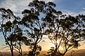 Australia, South Australia, Barossa Valley, Tanunda, Mengler´s Hill, gum trees at sunset.