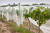 Australia, Victoria, VIC, Rutherglen, vines under netting.