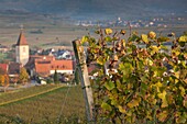 Germany, Baden-Wurttemburg, Burkheim, Kaiserstuhl Area, vineyards elevated village view.