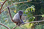 South America,Brazil,Amazonas state,Manaus,Amazon river basin,Brown woolly monkey,Common woolly monkey (Lagothrix lagotricha),young baby.