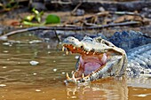 South America,Brazil,Mato Grosso,Pantanal area,Yacare caiman (Caiman yacare),resting on the bank of the river.