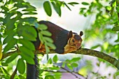 Asia, India, Tamil Nadu, Anaimalai Mountain Range Nilgiri hills, Indian giant squirrel, or Malabar giant squirrel, Ratufa indica.