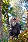 Asia, India, Tamil Nadu, Anaimalai Mountain Range Nilgiri hills, Lion-tailed macaque Macaca silenus, or the Wanderoo, The lion-tailed macaque ranks among the rarest and most threatened primates, adult male dominant.