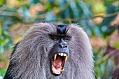 Asia, India, Tamil Nadu, Anaimalai Mountain Range Nilgiri hills, Lion-tailed macaque Macaca silenus, or the Wanderoo, The lion-tailed macaque ranks among the rarest and most threatened primates, adult male dominant, aggressive posture.