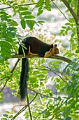Asia, India, Tamil Nadu, Anaimalai Mountain Range Nilgiri hills, Indian giant squirrel, or Malabar giant squirrel, Ratufa indica.