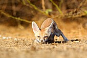 India, Gujarat, Little Rann of Kutch, Wild Ass Sanctuary, Desert fox or white-footed fox Vulpes vulpes pusilla, young at the den.