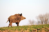 France, Haute Saone, Private park, Wild Boar Sus scrofa, male.