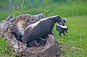 United States, Minnesota, Striped Skunk Mephitis mephitis, mother and babies, the mother carries a small holding him by the neck.