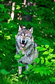 United States, Minnesota, Wolf or Gray Wolf or Grey Wolf Canis lupus.