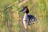 Europe, France, Ain, Dombes, Great Crested Grebe Podiceps cristatus, adult.
