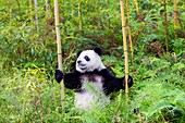 Asia, China, Sichuan, Research Base of Giant Panda Breeding or Chengdu Panda Base, Giant Panda Ailuropoda melanoleuca, captive,.