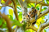 Northern tamandua (Tamandua mexicana), Corcovado National Park, Osa Peninsula, Puntarenas Province, Costa Rica, Central America, America.