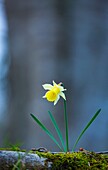 Narcissus pseudonarcissus (commonly known as wild daffodil or Lent lily), Beech forest, Urkiola Natural Park, Bizkaia, Basque Country, Spain, Europe.