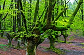 Beech forest, Otzarreta beech forest, Gorbeia Natural Park, Bizkaia, Basque Country, Spain, Europe.