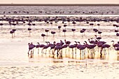 Flamingos, Salinas, Walvis Bay, Namibia, Africa.